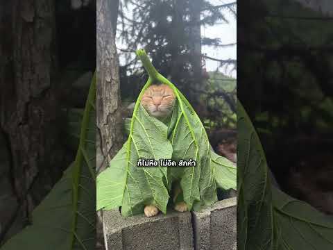 แมวบอกอยากเปลี่ยนเจ้าของ #สัตว์โลกน่ารัก