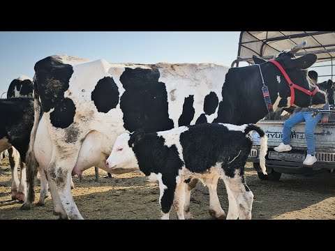 سوق البقر اليوم في معرةمصرين (بقر حليب ٣٠كيلو )هبوط اسعار اللحم بتاريخ 10/23لتواصل 0997192642