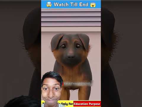 A Dogs Breading with Tail Docking #facts #3danimation #animals #pets #piglet #animalcafe #funny