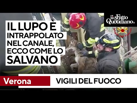 Un Lupo Intrappolato In Un Canale Nel Centro Di Verona Salvato Dai