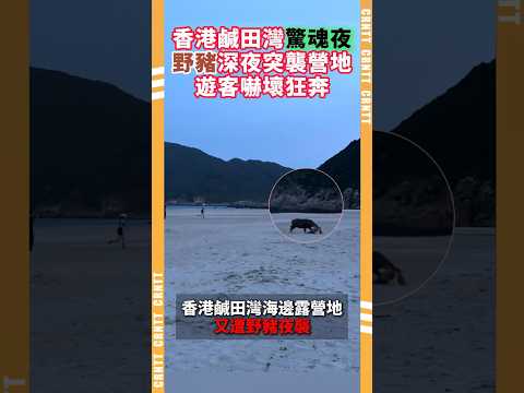 香港鹹田灣驚魂夜！野豬深夜突襲營地，遊客嚇壞狂奔#野豬 #香港 #奇聞趣事