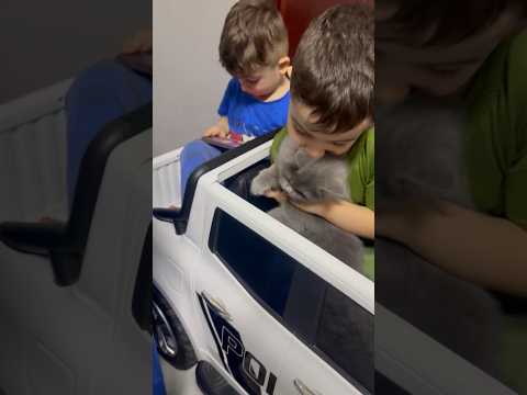 القطه بسيارة الشرطه 😅😱/@Kidskoki #شفا #سبايدرمان #خلودة #العاب_اطفال #شرطة #قطط