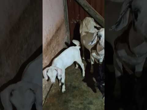 janvar kharidne ki dua🤲🐐🐪🌿 #youtubeshorts #shortvideo #islamicstatus