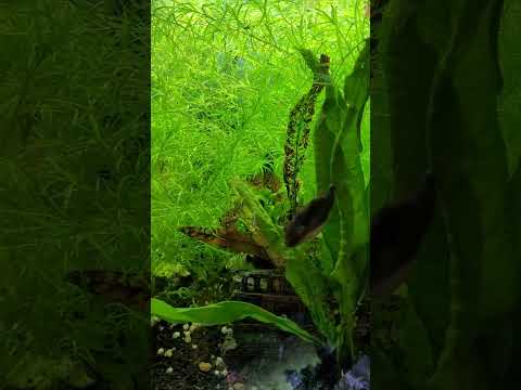 Mosquito VS Red Tail Puffers Everyone Loves Mosquito Larvae