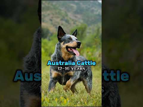 7 longest living dog breeds. #dog #shorts #virel