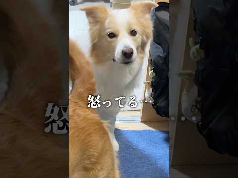 【有馬記念】前回予想を的中させた犬が怒っています…#shorts #ボーダーコリー#dog