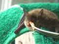 How to get bats out of your house