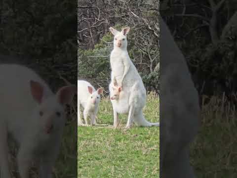 Rare White Kangaroo with Joey in Pouch at Wildlife Sanctuary