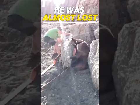 Trapped Horse Saved In Time#Horse #AnimalRescue #<strong>Animals</strong>