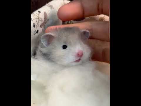 Baby you look like a little chocolate puff #Golden Thread Bear#Cute cute#Cute to the point