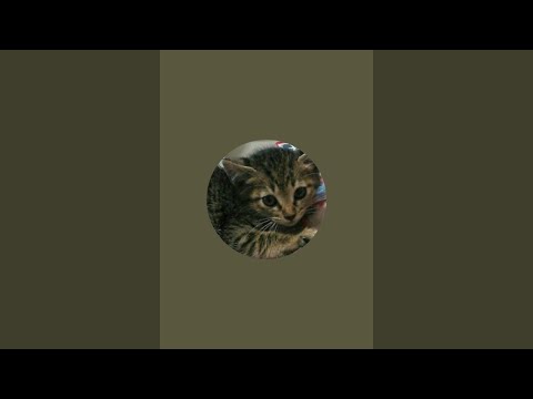 黒猫ずんだTV がライブ配信中!
