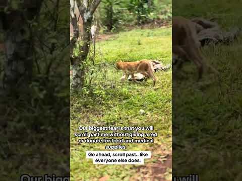 PayPal Donate link in bio.#helpmeplease#catrescue #cat