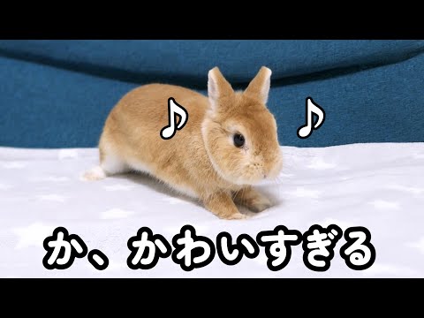我が家のうさぎが一生懸命にダンスする姿が可愛いので見てほしい