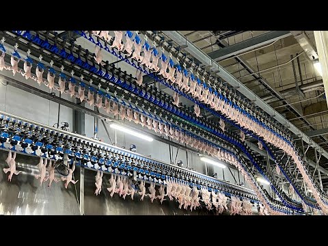 국내 최고의 스케일! 압도적인 치킨 공장의 놀라운 삼계탕 대량 생산 과정 Korean chicken factory's chicken soup production process