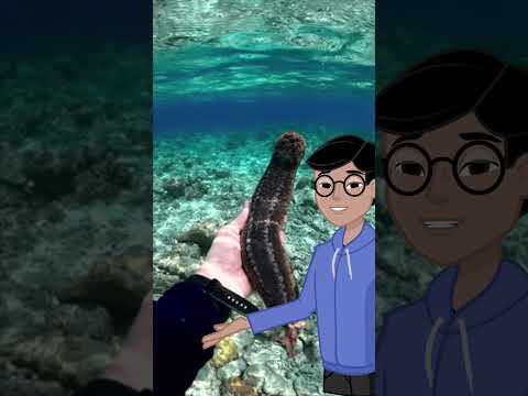 Sea Cucumbers Shoot Their Own Organs to Escape! 🐚🚀