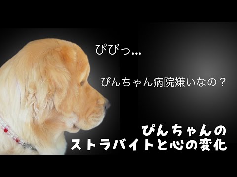 ぴんちゃんのストラバイトの経過