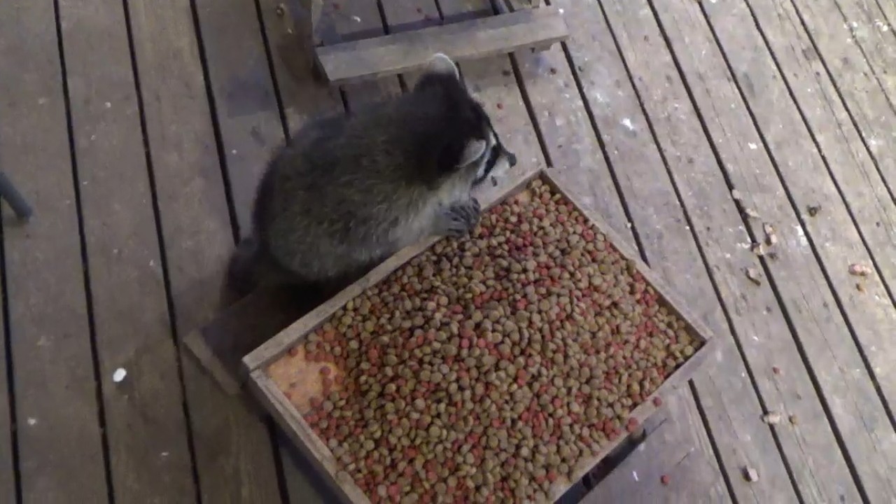 TEACHING RACCOONS TO PLAY BALL
