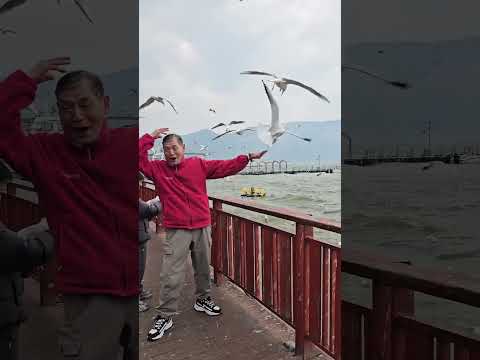 Funny seagull #funny #aniamls #funnyanimals