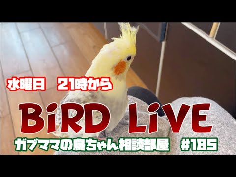 ガブママの鳥ちゃん相談部屋#185