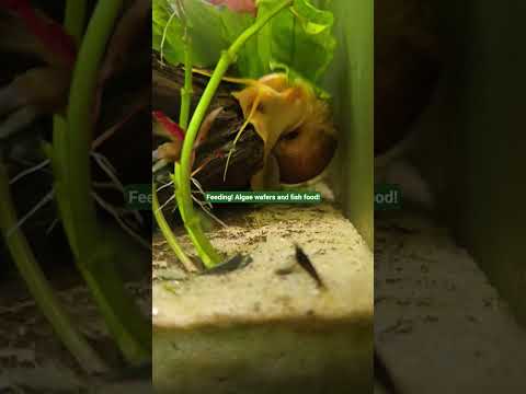 #aquaticpets #aquarium #pets #shorts #viral #youtube #feeding #neontetra #pretty #fishtank #cool