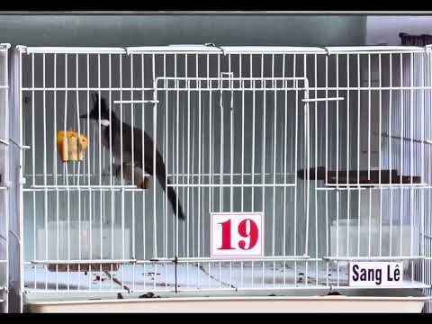 Mã 19 lân tê thái độ tốt 🌾 êm