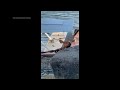 Alaska man, police officers join forces to save calf trapped in lake from sure demise  - 00:50 min - News - Video