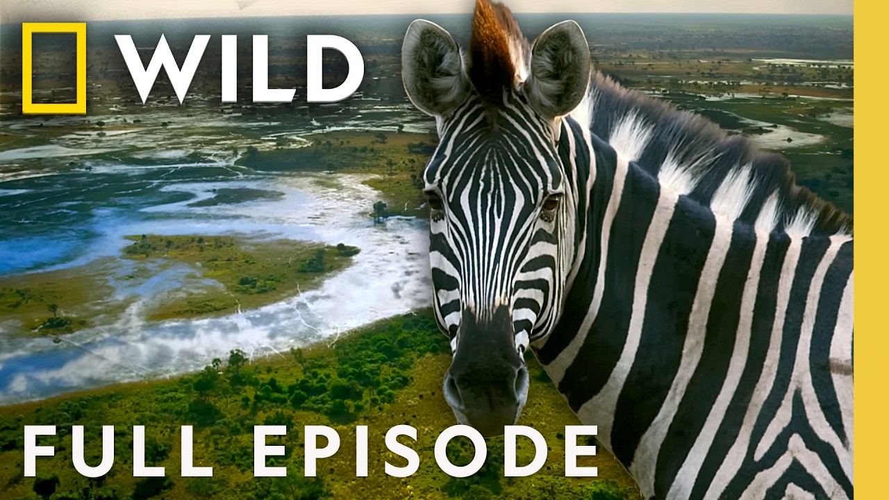 Inside the Transformation of the Okavango Delta (Full Episode) | The Flood | Nat Geo Animals