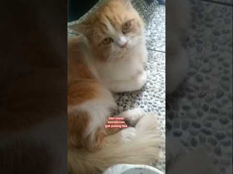 Dari tempat tetangga mami #cat #kucing #cute #funny