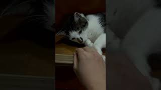 【日常】天才！猫のニコくん。階段の途中で寝てたら、かまってもらえるにゃ！#ねこのいる生活 #cat