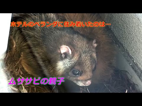 京都にあるホテルのベランダに住むムササビの親子（2024年5月　京都市左京区）　A family of flying squirrels living on a hotel balcony