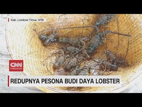 Redupnya Pesona Budi Daya Lobster