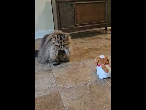 Brownie doesn't like the barking toy #cutecat #catsanddogs #meow #longhaircat #funnycats