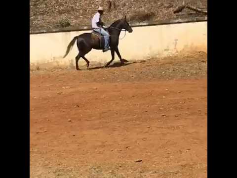 Beto itagiba dando um repasse na sua potra no quintal da fazenda Santa rita