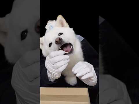 王冠を被って優雅にお菓子を食べる柴犬