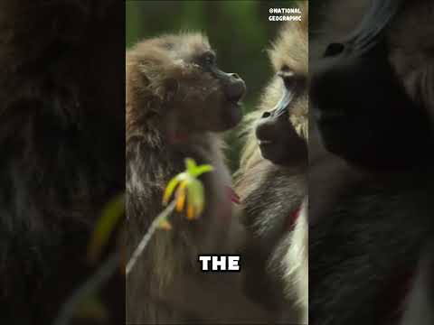 What is unique about gelada monkeys? #shorts #animals #animalkingdom #monkeys #geladamonkey