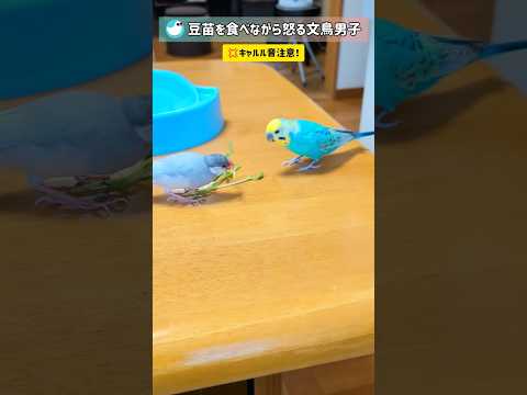 ジャイアン文鳥が帰ってきた！？ #文鳥 #セキセイインコ #birds #おもしろ #shorts