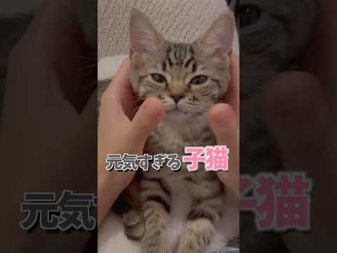 子猫たちの楽しい日常とかわいさ満載の動画 サムネイル