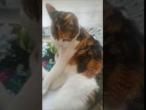 Вона вишиває все, що хоче 🐈
