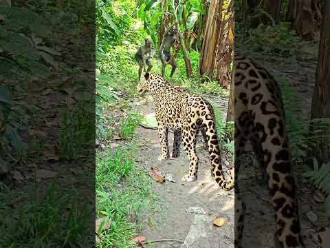 catching leopard 🐆🐆#1 #youtubeshorts​ #viral​ #trendingshorts​ #shorts_​ #animal​ #tiger​ #jungle​
