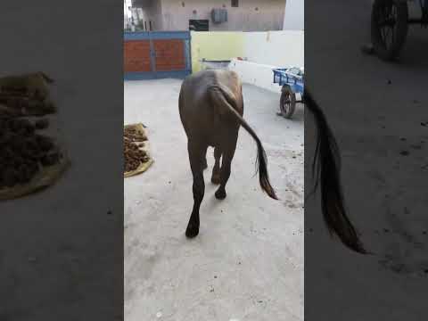 muscles fracture in buffalo female calf due to injury