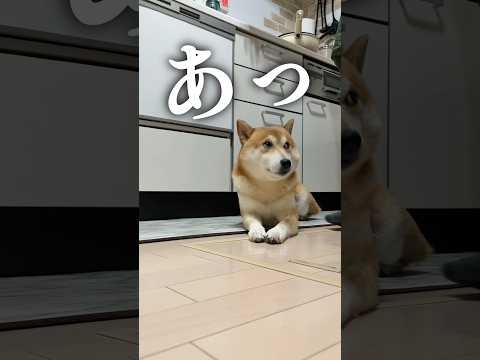 キッチンの覇権を争う柴犬こむぎ