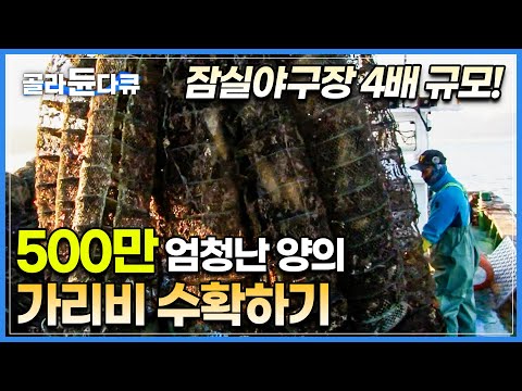 출하 앞두고 몸집 불리는 500만 가리비! 잠실야구장 4배 엄청난 규모의 양식장에서 가리비를 수확하는 현장│겨울 제철 가리비│가리비 먹방│ 극한직업│#골라듄다큐