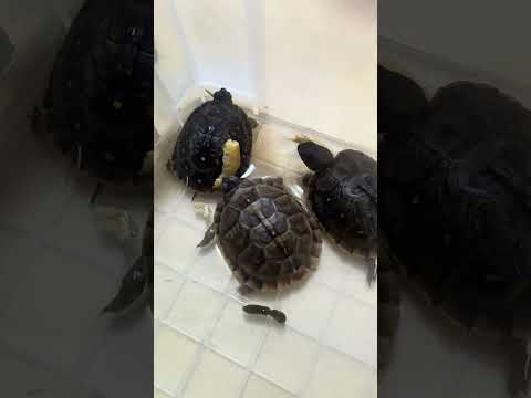 ミツユビハコガメ #boxturtles #子亀