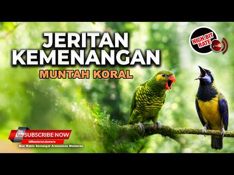 🔴 Live Masteran Roll Tembak Tajam Cucak Cungkok Super Gacor Kunti vs Perkici Nembak Tajam