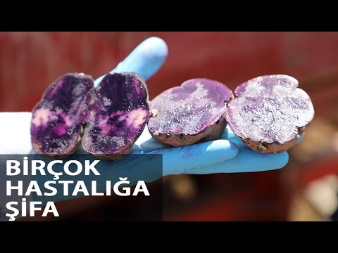Sivas’ta ‘Mor Patates’ Ekimi Yapıldı