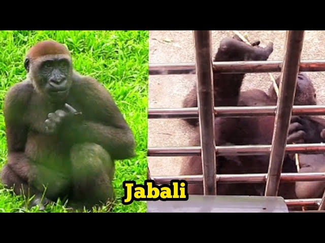 Jabali Lies by the Window Acting Cute—How Can Anyone Resist?呷百二躺在窗前賣萌，萌到讓人完全招架不住！💖