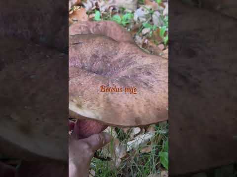 Giant boletus #short