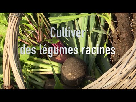 Cultiver des légumes racines pour l'hiver