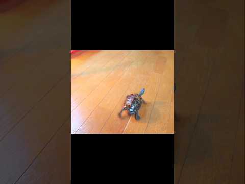 スケボー歴２年の亀、ヤバいwww【Turtle has been skateboarding for 2 years】