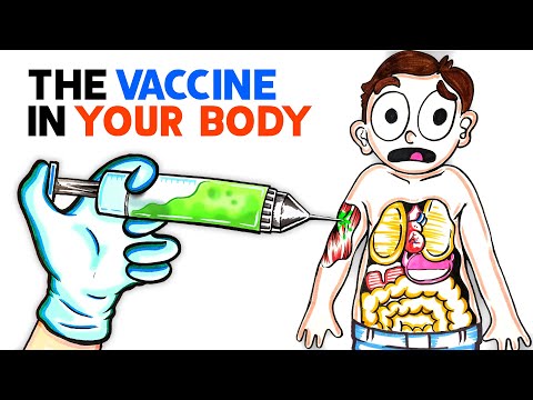 Како функционира новата вакцина против ковид-19?